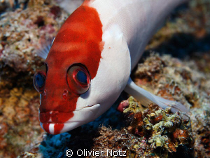 Blacktip grouper; when you approach them slowly, they are... by Olivier Notz 